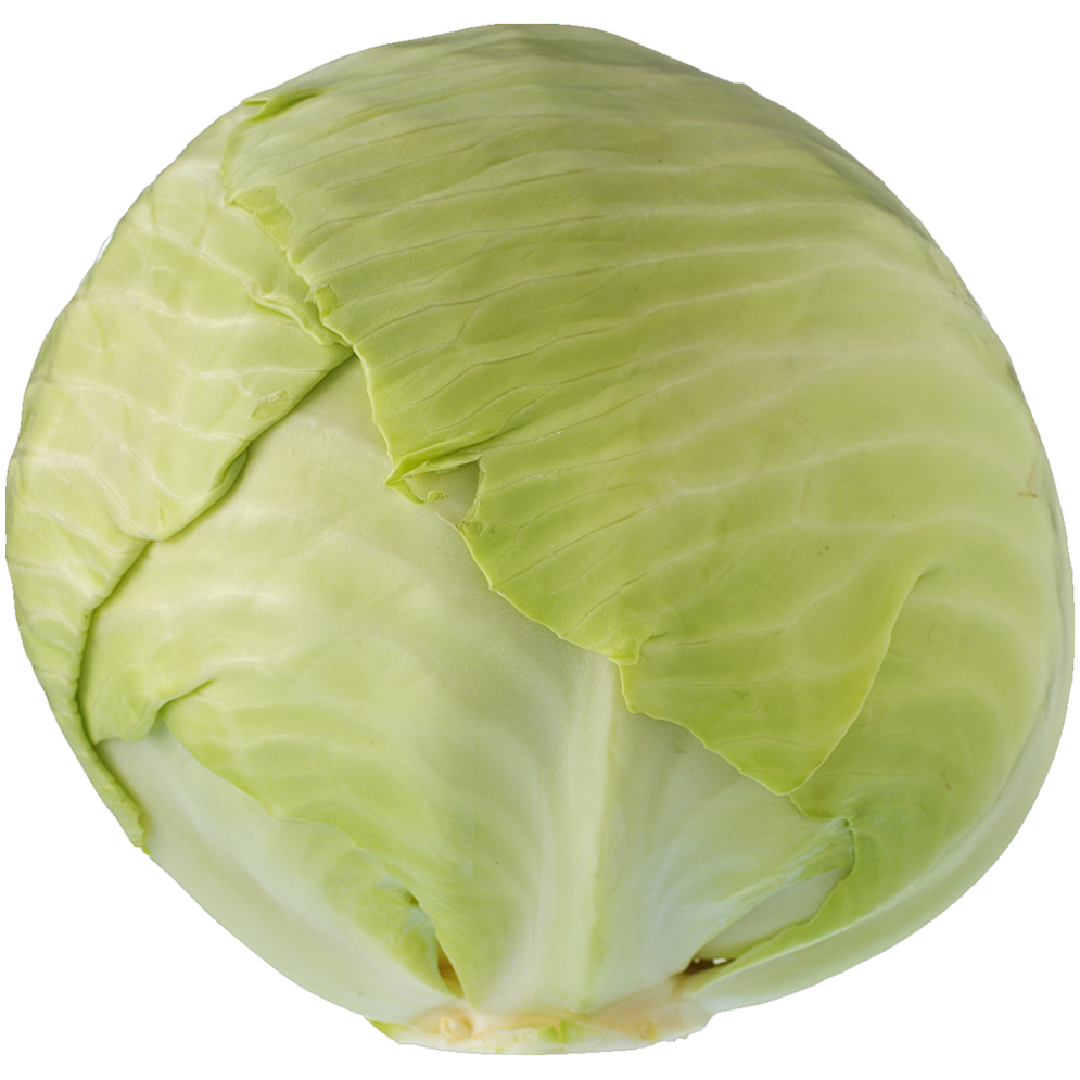 Hvidkål